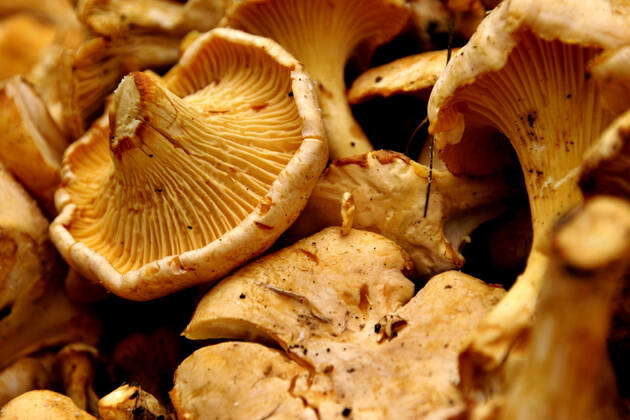 Echter Pfifferling, Eierschwamm, Reherl (Cantharellus cibarius ...