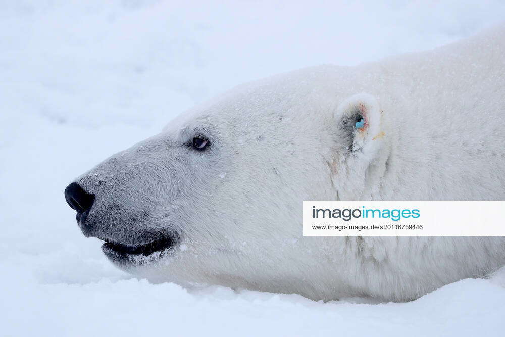 ARKHANGELSK REGION, RUSSIA MARCH 31, 2021 A Polar bear is seen on