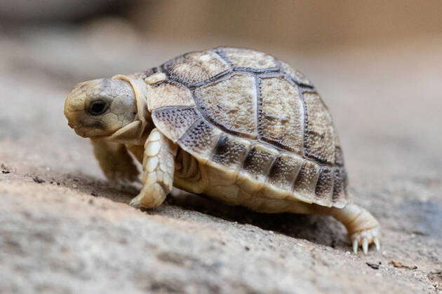 An unexpected bundle of joy has arrived for the team at Plantasia Zoo ...