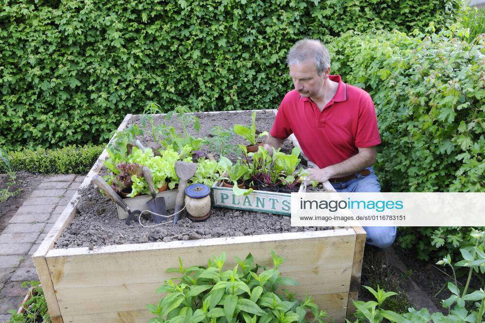Man prepares raised bed, seedlings, vegetable plants, planting