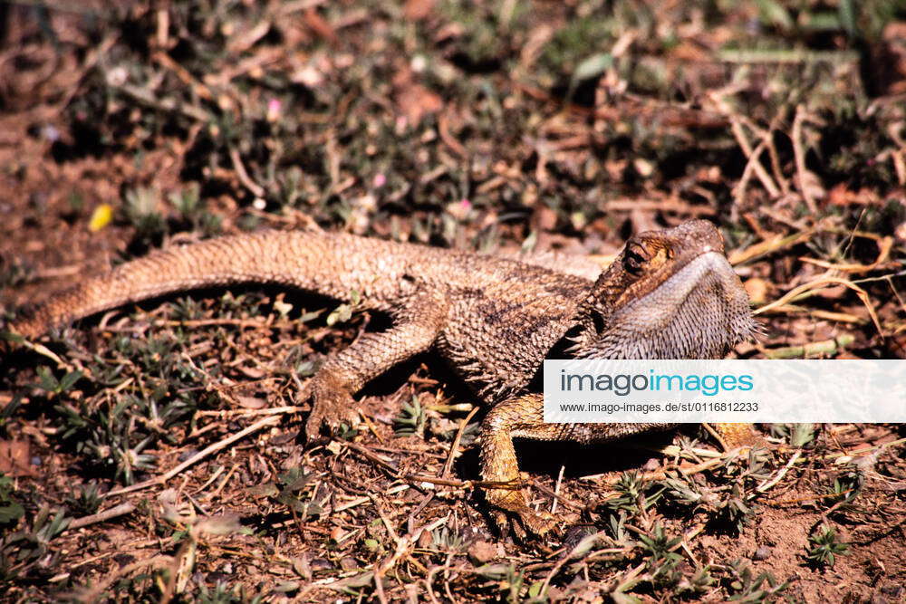 Bearded Dragon, Pogona vitticeps, Native to Australia