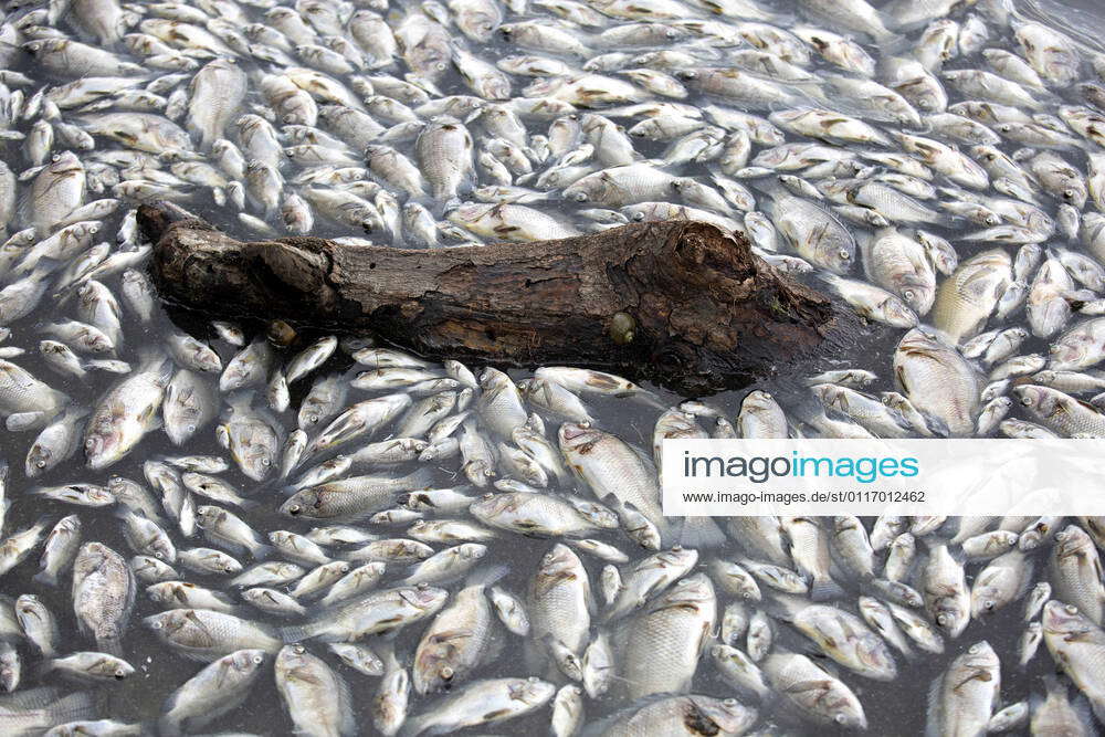 Hundreds of dead fish are seen floating in Lake Maninjau in Nagari ...