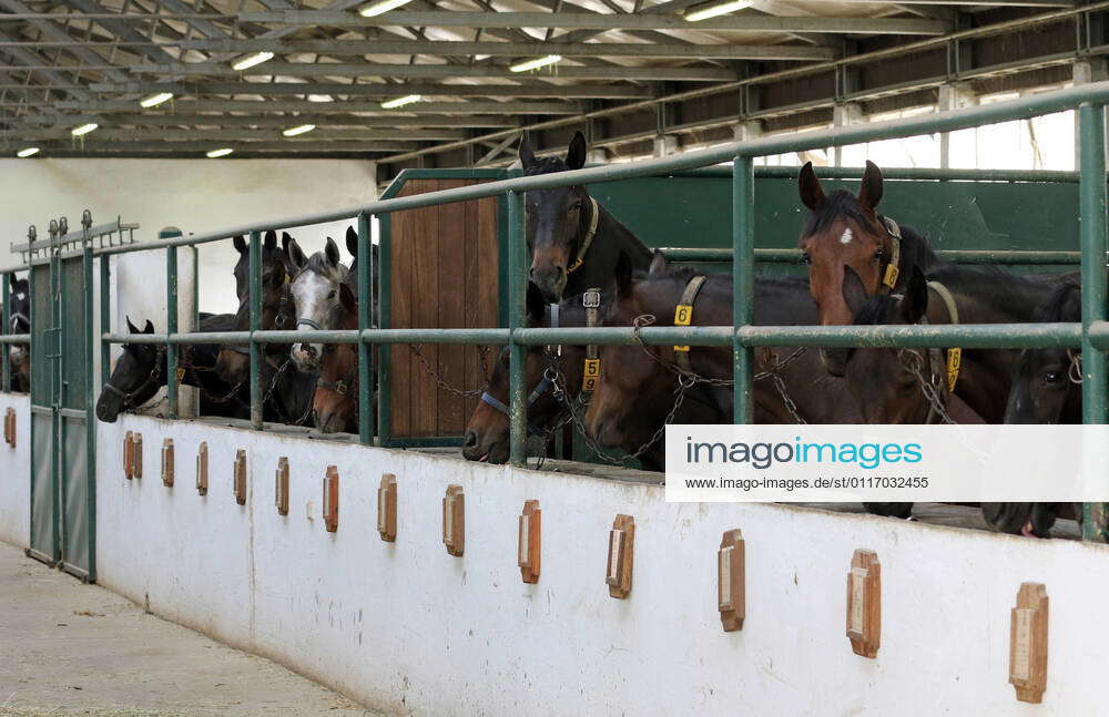 28 04 2020, Graditz, Saxony, GER Horses in a loose stable are tied to