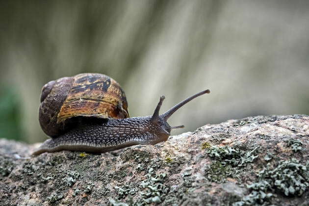 Molluscs Spotted snail Cornu aspersum , Helix aspersa , Cryptomphalus ...