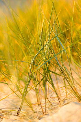 Strandgras Shoreline flora: European marram grass Dune covered in beachgrass ...