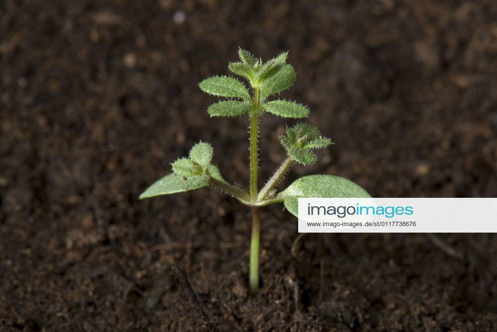 Common Cleaver, seedling weed with cotyledons and early leaf rosettes