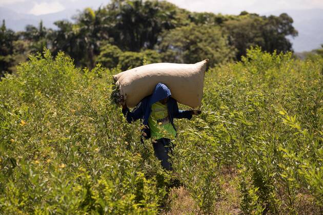 haitian-migrants-work-in-an-agricultural-field-in-san-juan-de-la