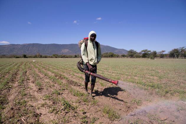 haitian-migrants-work-in-an-agricultural-field-in-san-juan-de-la