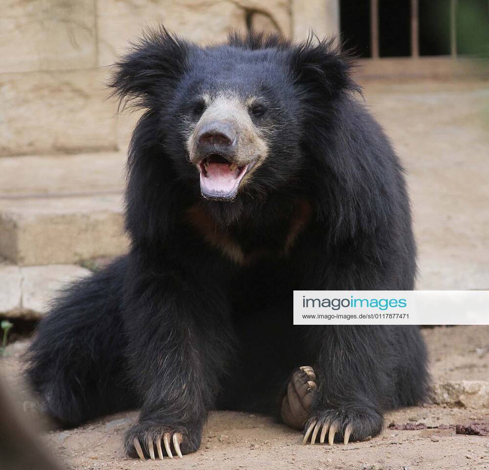 Two sanctuaries for rescued dancing bears in India have been hit hard by a  second wave