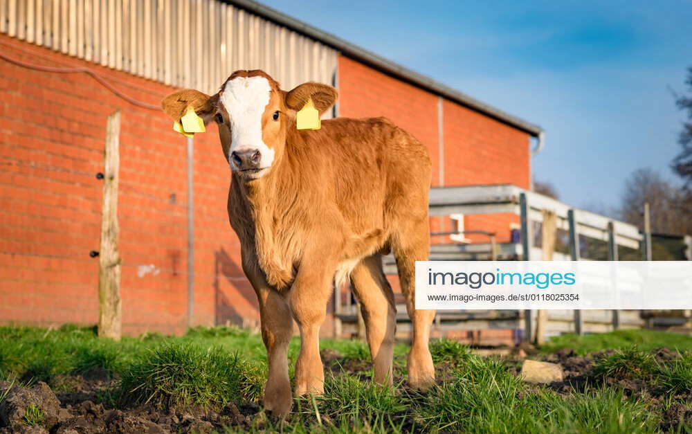 Small group of calves of different beef cattle breeds standing outside ...