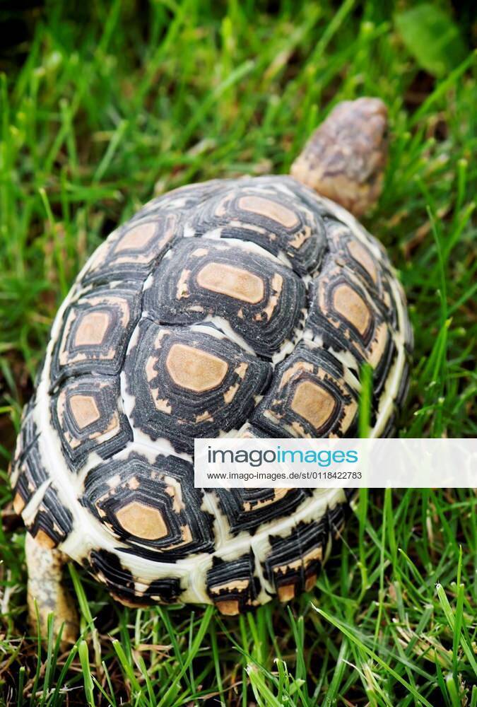 Leopard tortoise (Geochelone pardalis) walking on the lawn ...