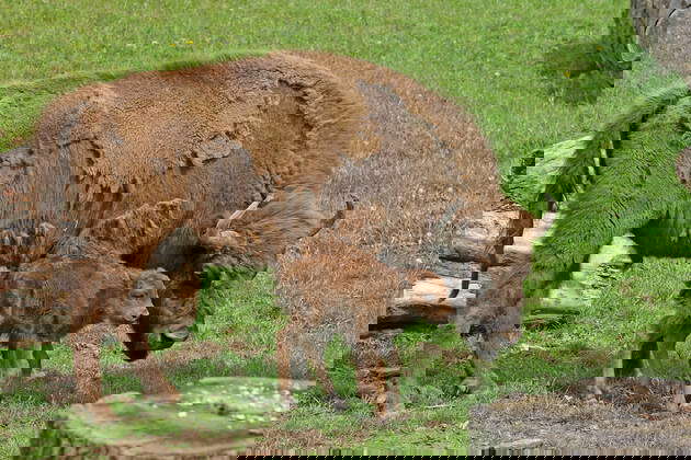 Hirschfeld b. Zwickau Hirschfeld Tierpark Nachwuchs Wisent Baby 21.05.