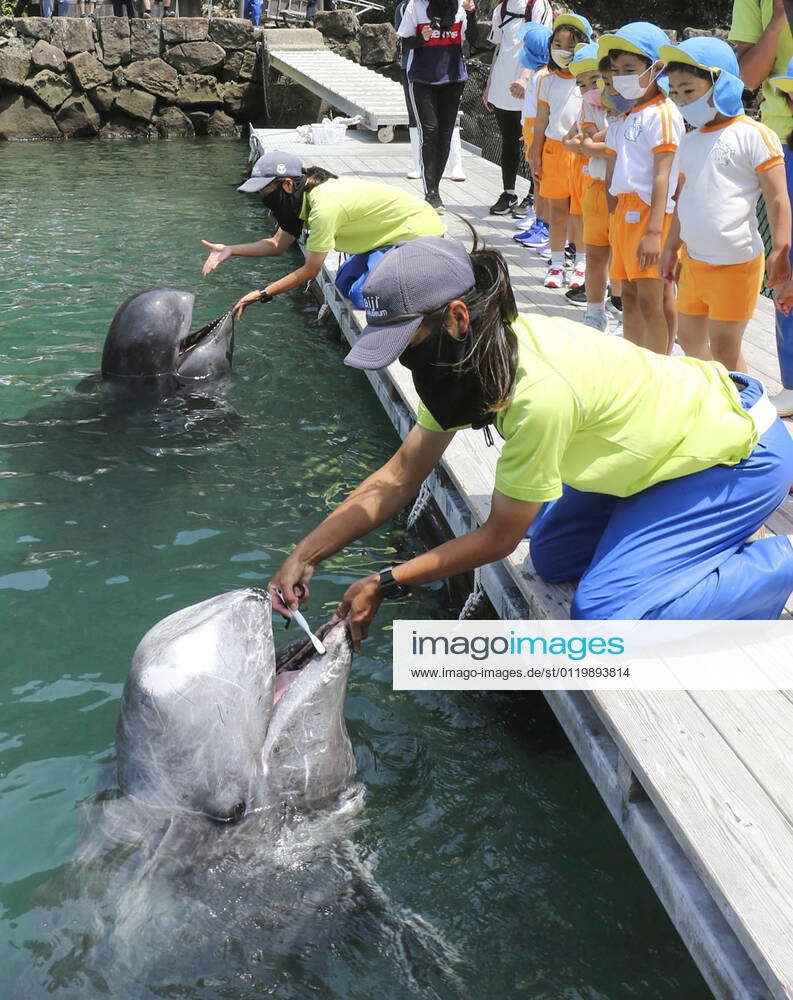 Whale teeth brushing show in western Japan Whales have their teeth ...