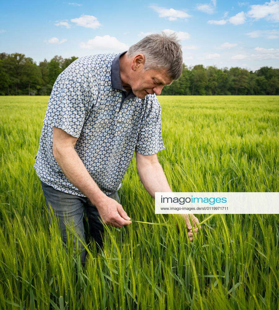 Arable farming Farmer checking a barley field for cereal diseases and ...