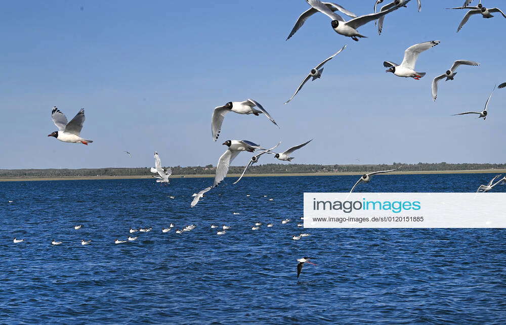 (210603) -- SHENMU, June 3, 2021 -- Relict gulls (larus relictus) are ...