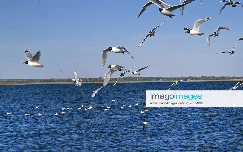 (210603) -- SHENMU, June 3, 2021 -- Relict gulls (larus relictus) are ...