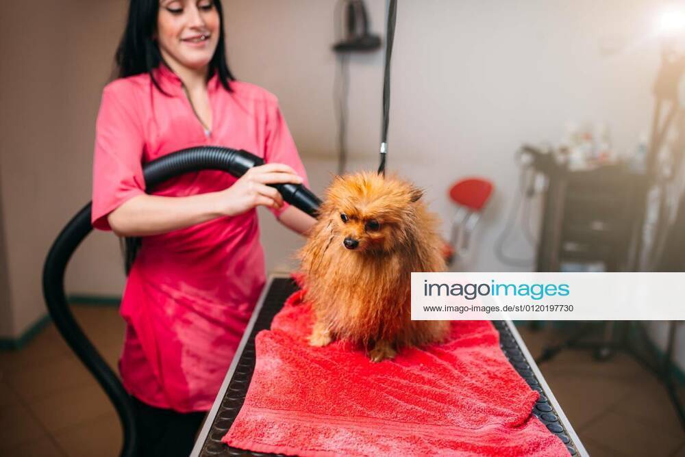 Female pet groomer dry dog fur with a hair dryer model released, Symbolfoto