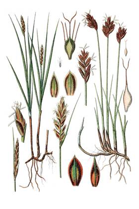 Links: Platte Simse, rechts: Braune Simse, Heilpflanze, historische ...