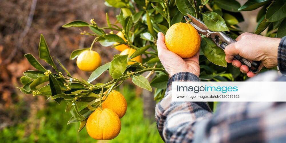 Farmer makes the orange harvest in winter. Agriculture