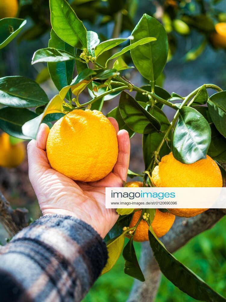 Farmer makes the orange harvest in winter. Agriculture