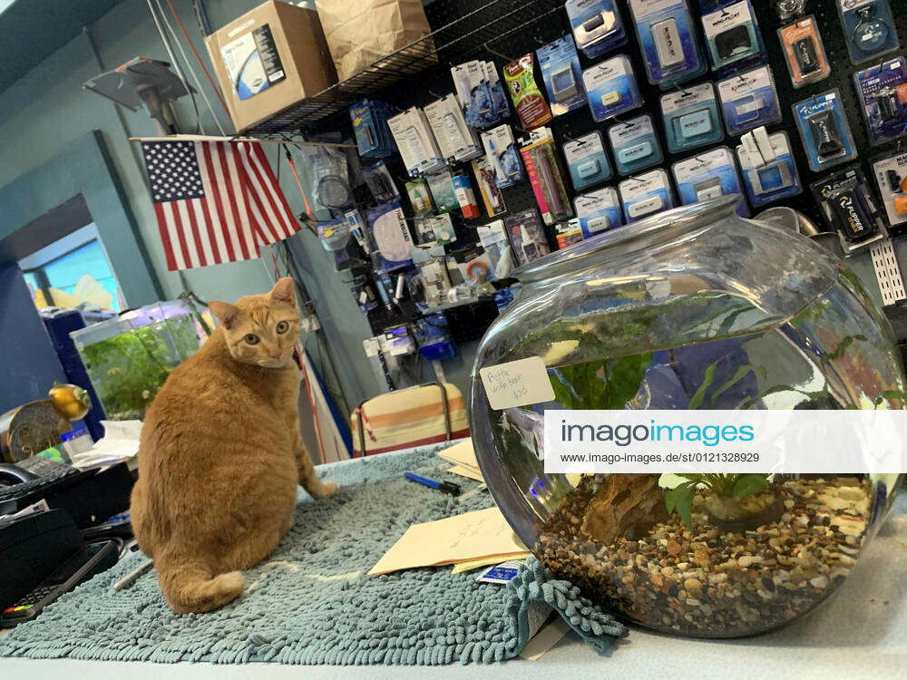 Seascape aquarium best sale & pet center