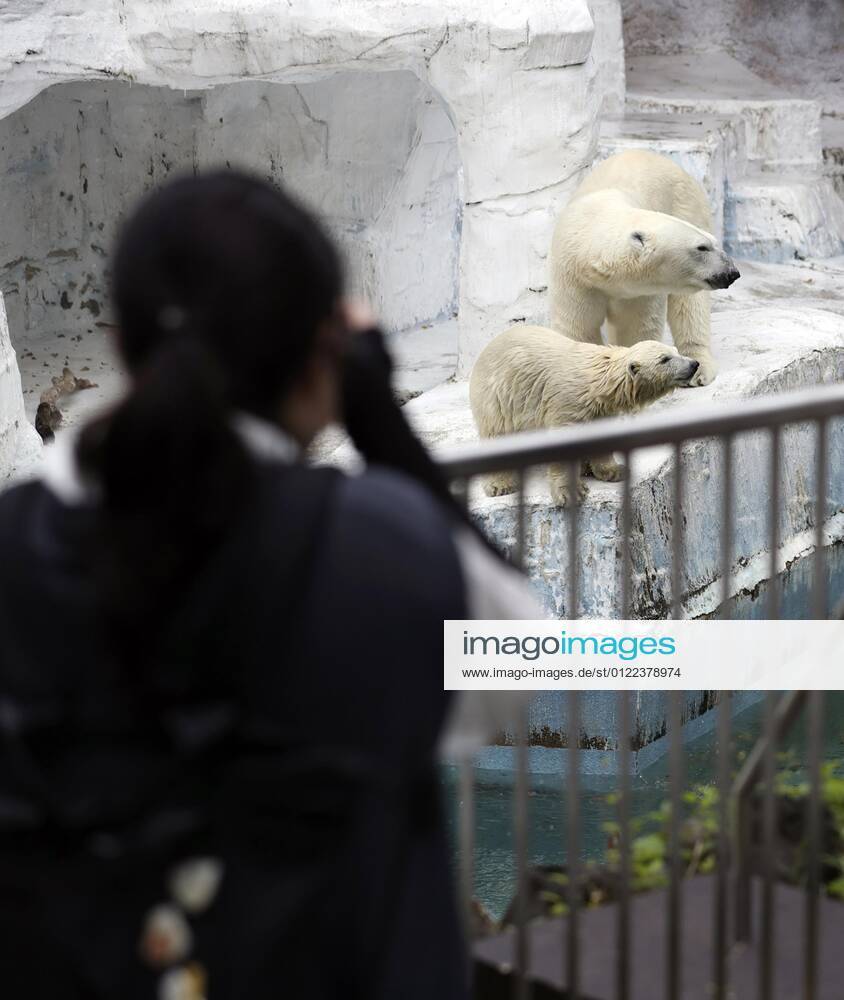 Reopening of Osaka zoo A visitor looks at polar bears at Tennoji Zoo in ...