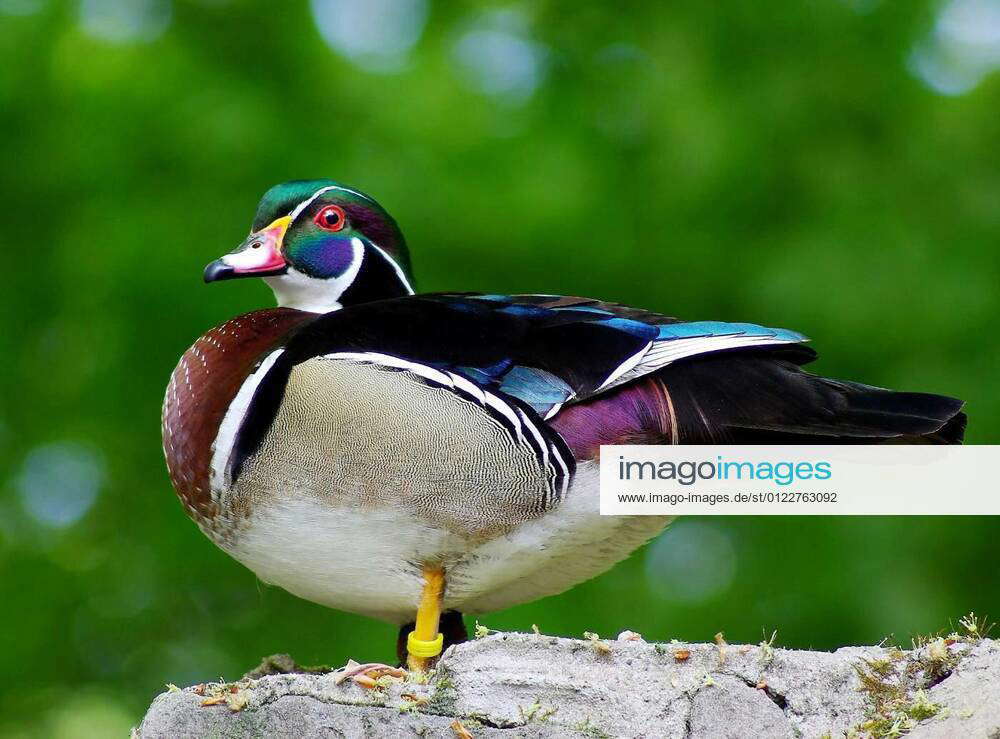 the-wood-duck