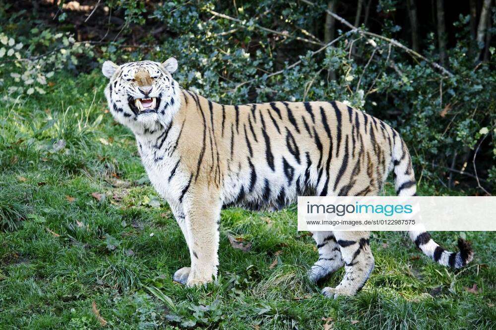 laughing tiger