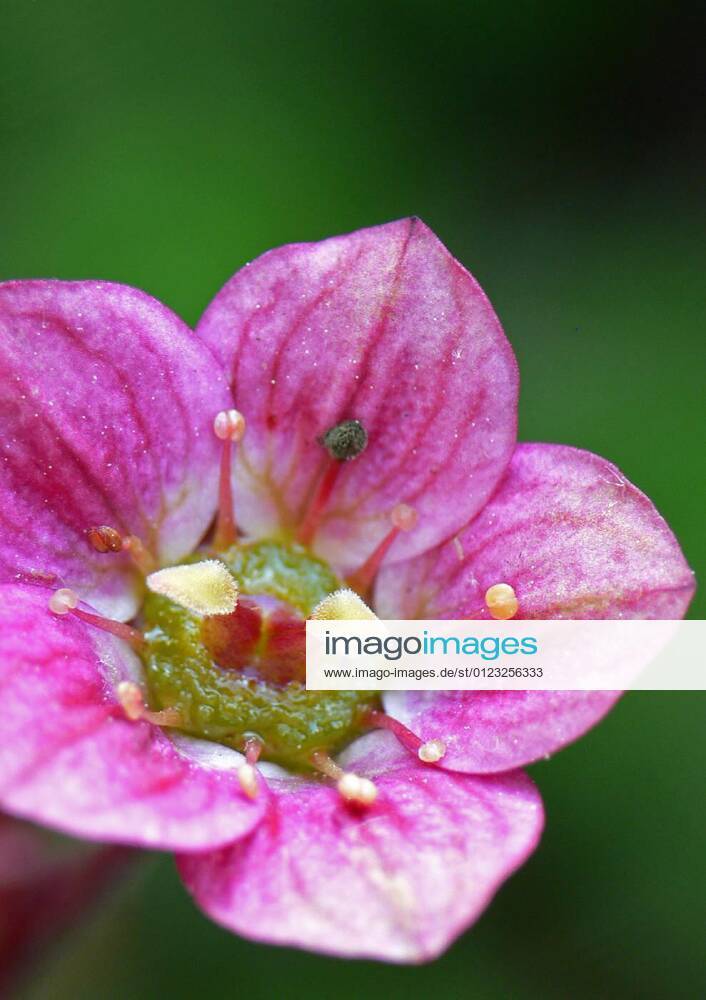 Mossstone crushing flower