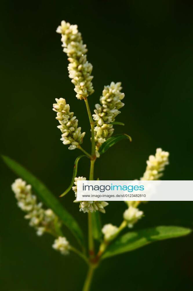 pale smartweed, 30.10.2008 183049, Copyright xFotopeterx