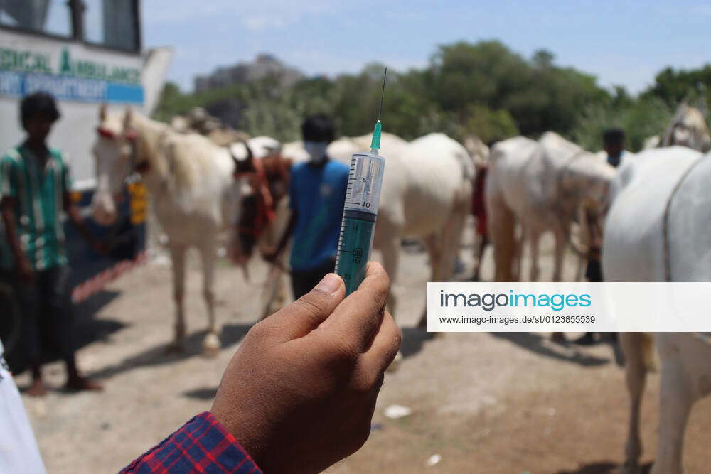 India Horse Vaccination Veterinarian vaccinates a horse which is used to ride beach goers and in