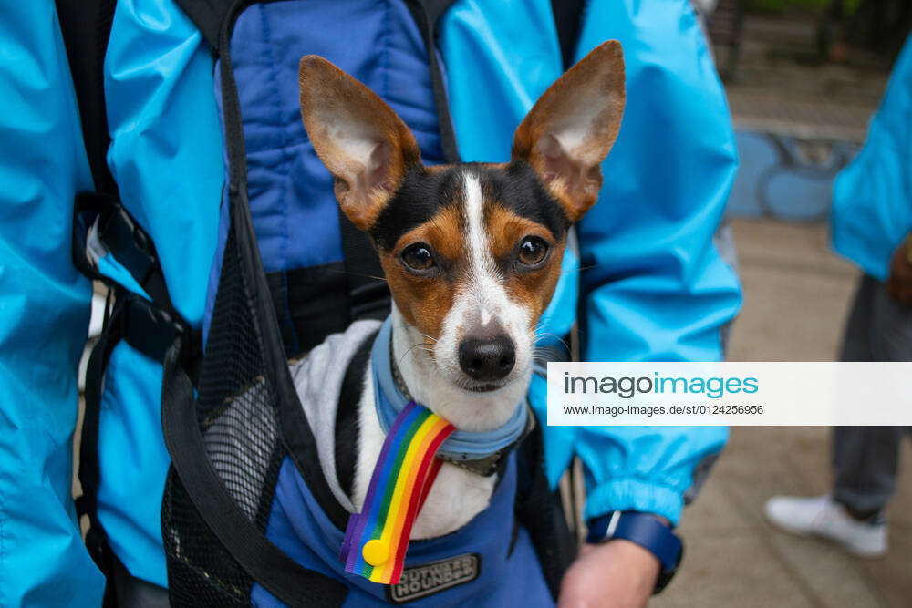 July 4, 2021, Bogota, Cundinamarca, Colombia: A dog is carried and ...