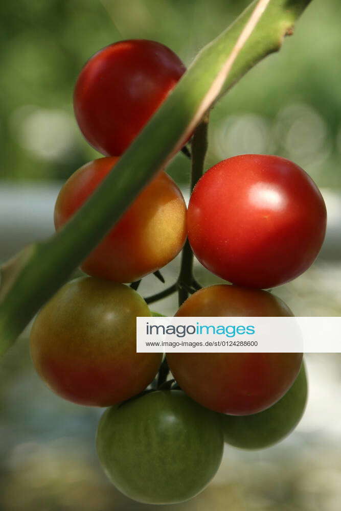 KEMEROVO REGION, RUSSIA JULY 5, 2021 Cherry tomatoes in a greenhouse