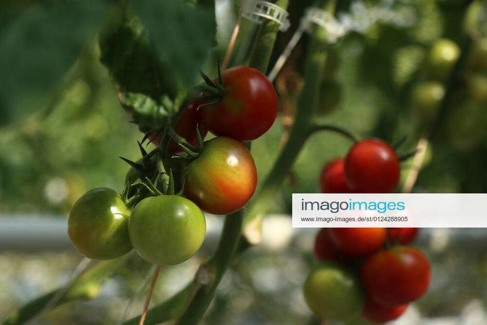 KEMEROVO REGION, RUSSIA JULY 5, 2021 Cherry tomatoes in a greenhouse