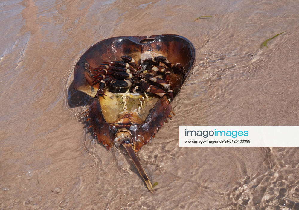 June 28, 2021, Brooklyn, New York, USA Horseshoe Crab washed ashore in