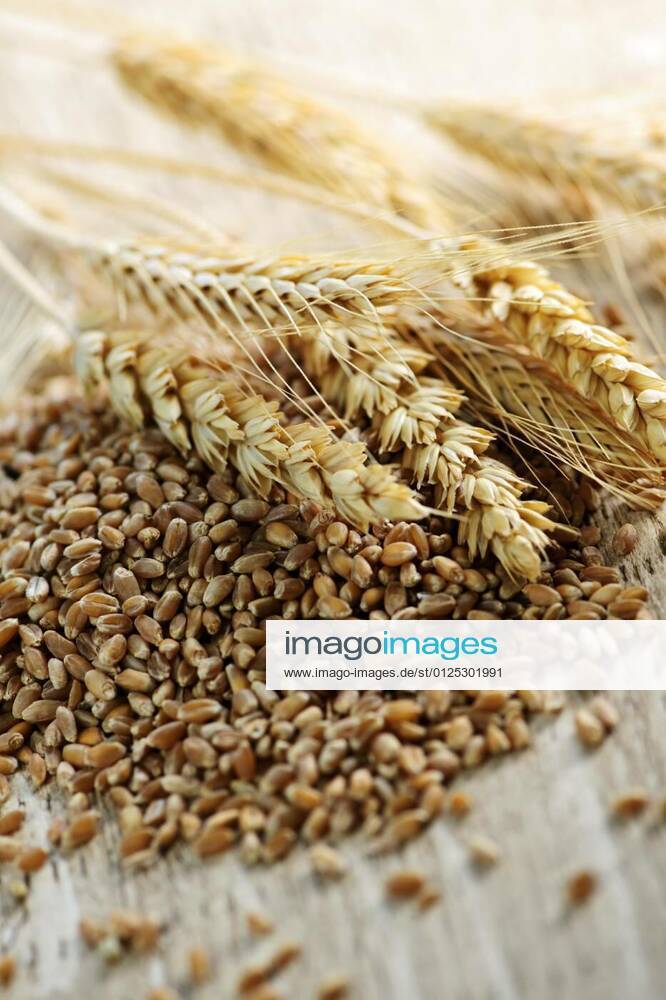 Whole grain wheat kernels closeup