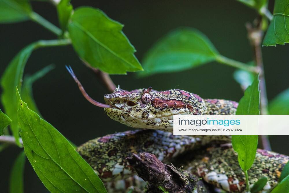 Eyelash Viper (Bothriechis schlegelii)