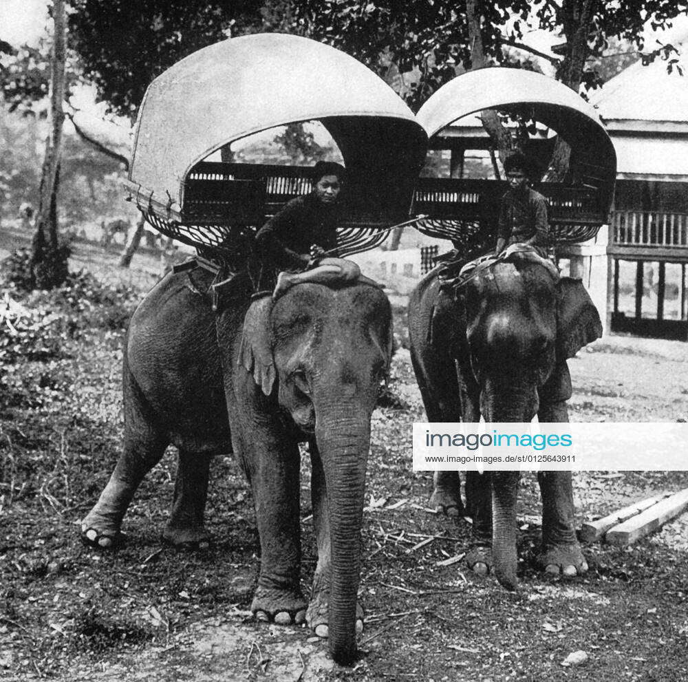 In the 19th century, the Asian Elephant held a prominent position in Siam,  although they were