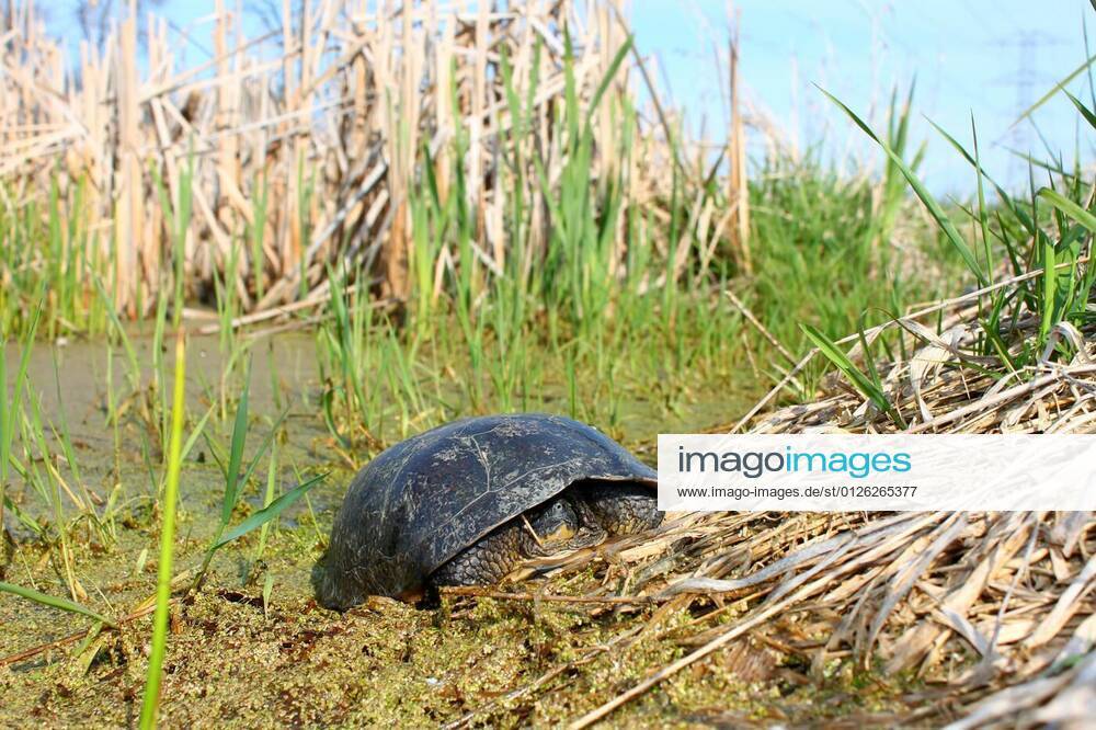 Blandings Turtle (Emydoidea blandingii