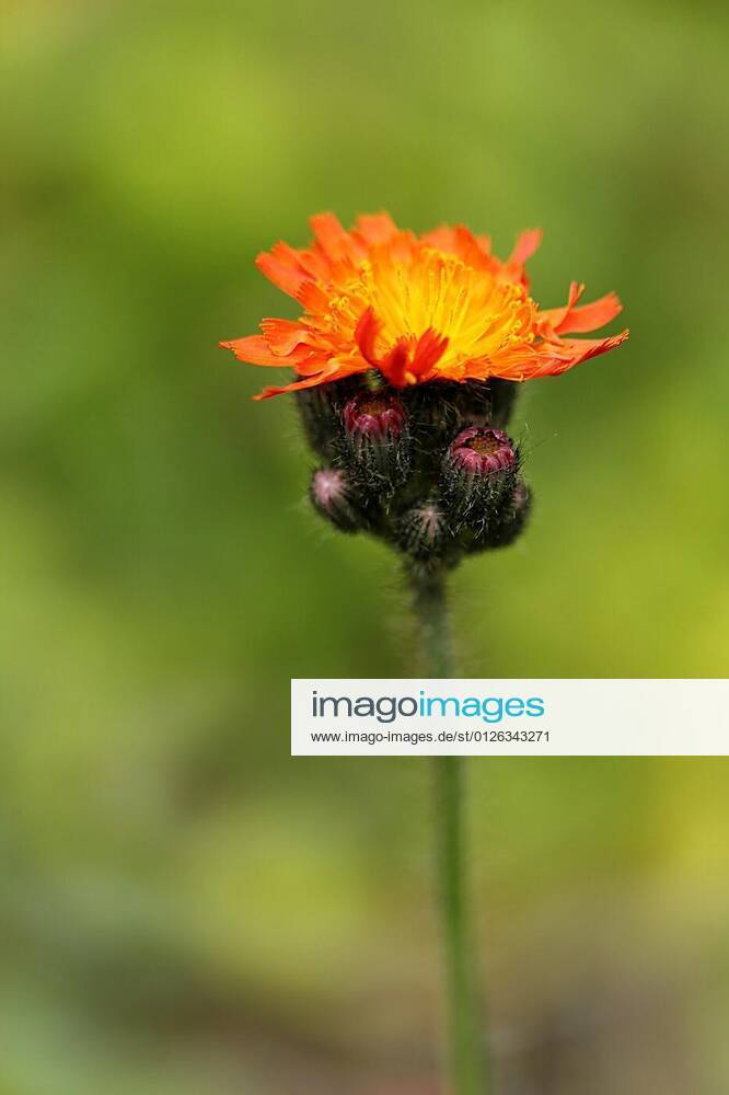 Orange hawkweed