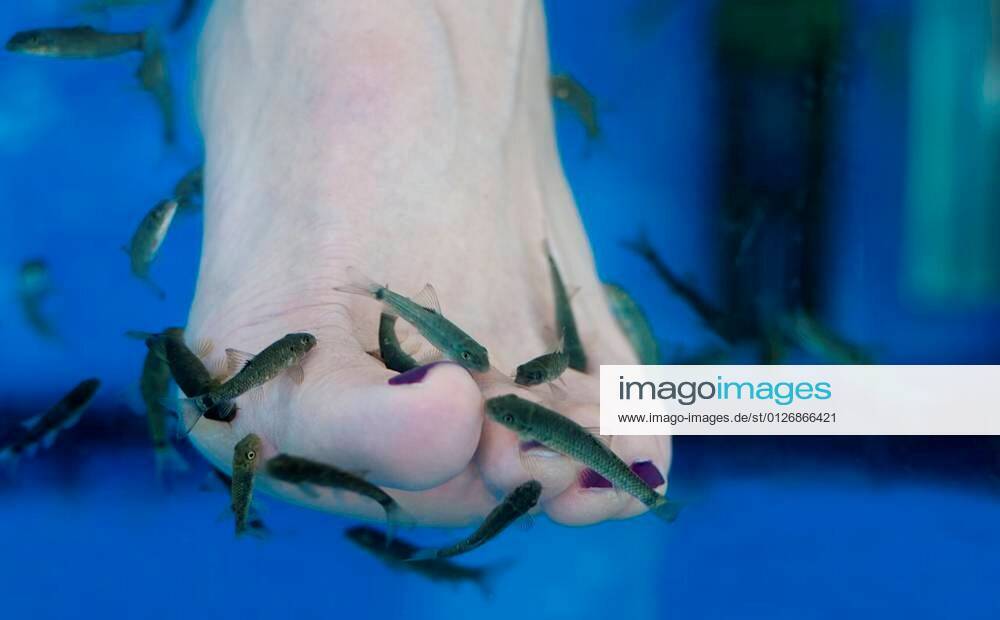 Fish spa pedicure. Garra Rufa Fish also called nibble fish of doctor fish, nibbles away dead skin
