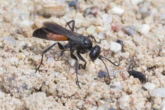 Weg wasp, Arachnospila Arachnospila spec , , with caught spider ...