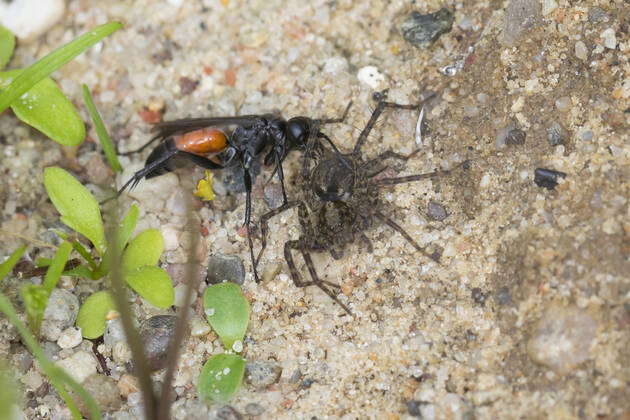 Weg wasp, Arachnospila Arachnospila spec , , on sandy ground, Germany ...