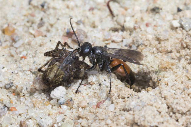 Weg wasp, Arachnospila Arachnospila spec , , on sandy ground, Germany ...