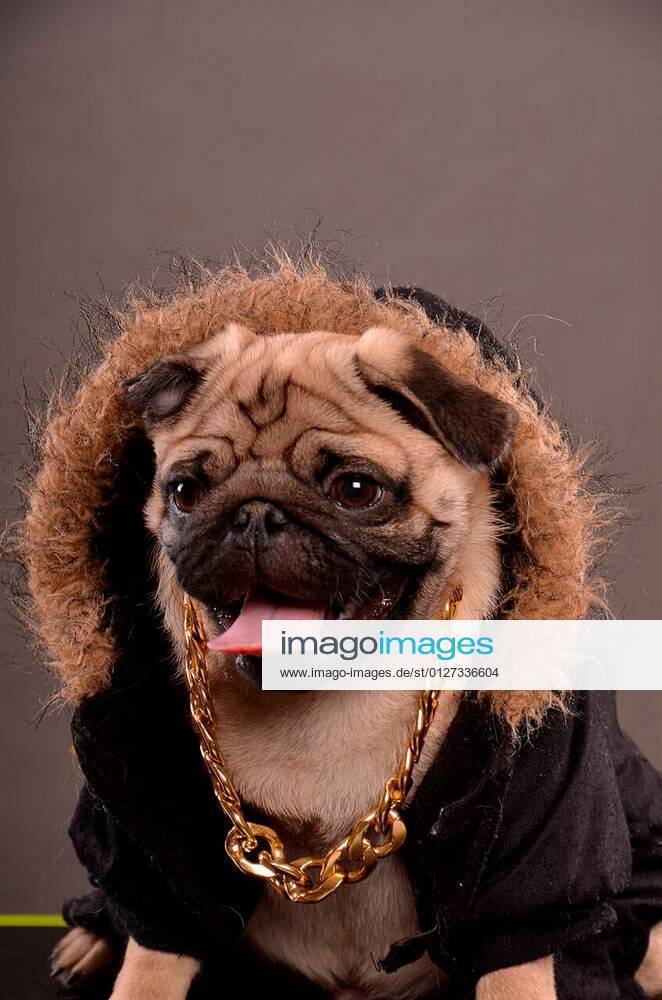 Pug with gold sales chain