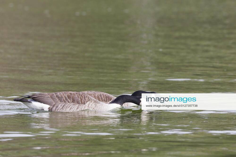 Canada Goose (Branta canadensis