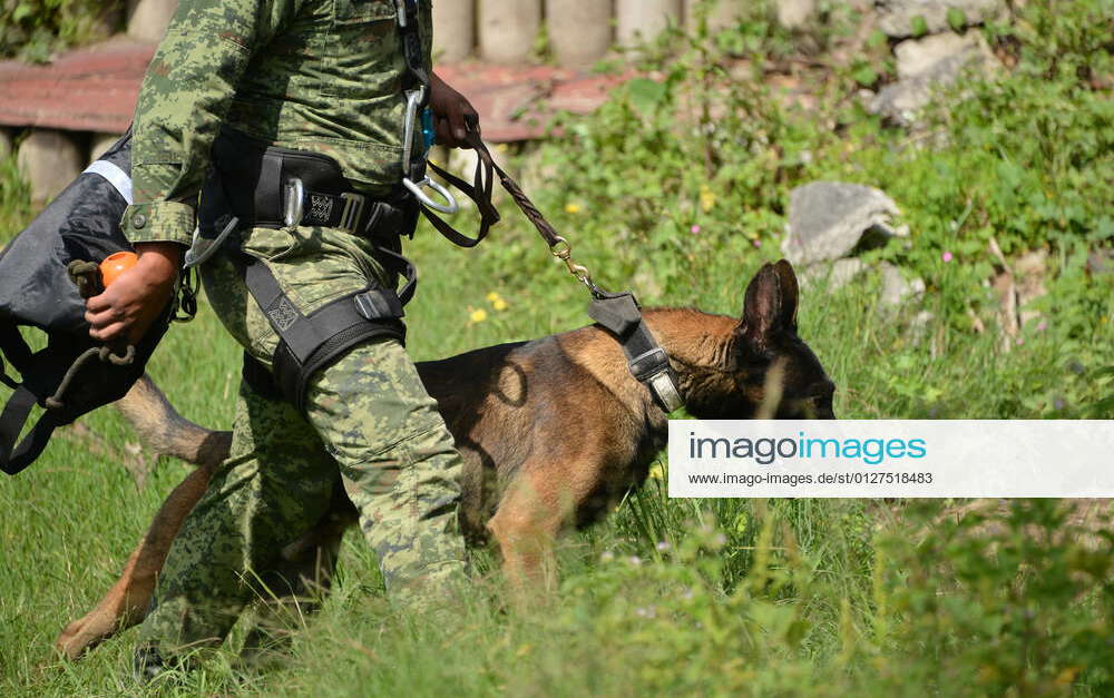 canine-training-for-search-and-rescue-of-the-mexican-army-mexico-city