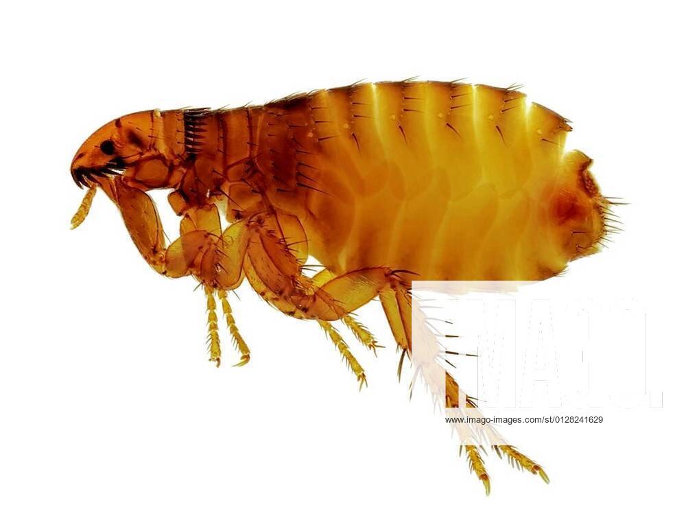 Cat flea (Ctenocephalides felis), attacking also humans. Isolated on