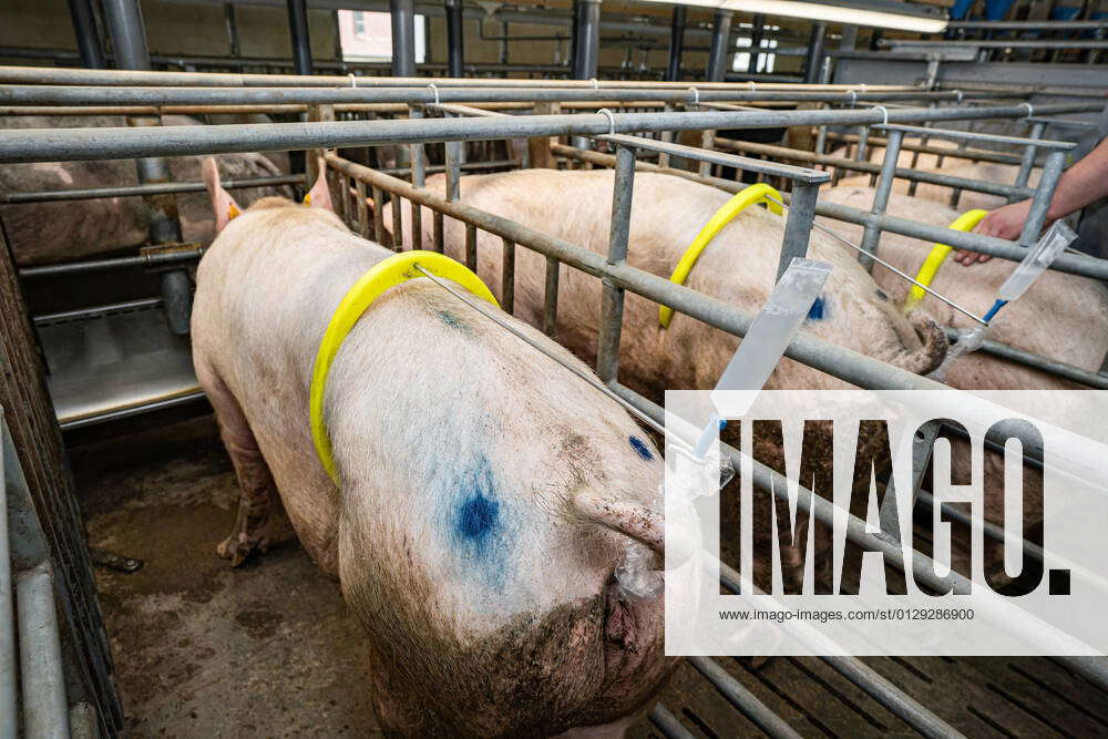 Pig breeding Inseminating sows with insemination bars in the crate ...