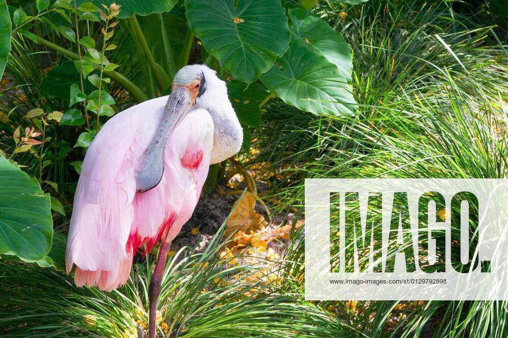 Roseate Spoonbill Roseate   M 